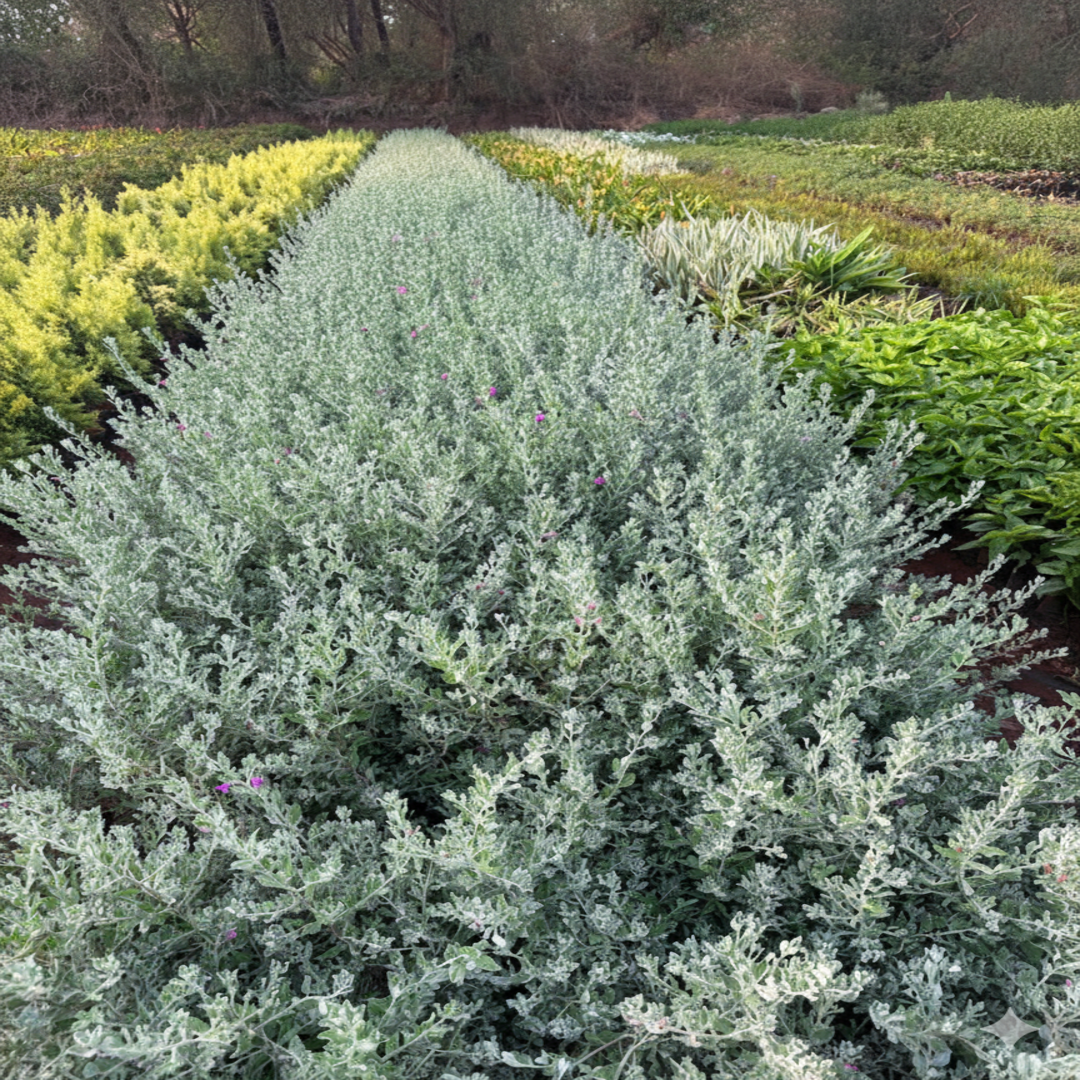 Gemini_Generated_Image_5f9sip5f9sip5f9s (1)