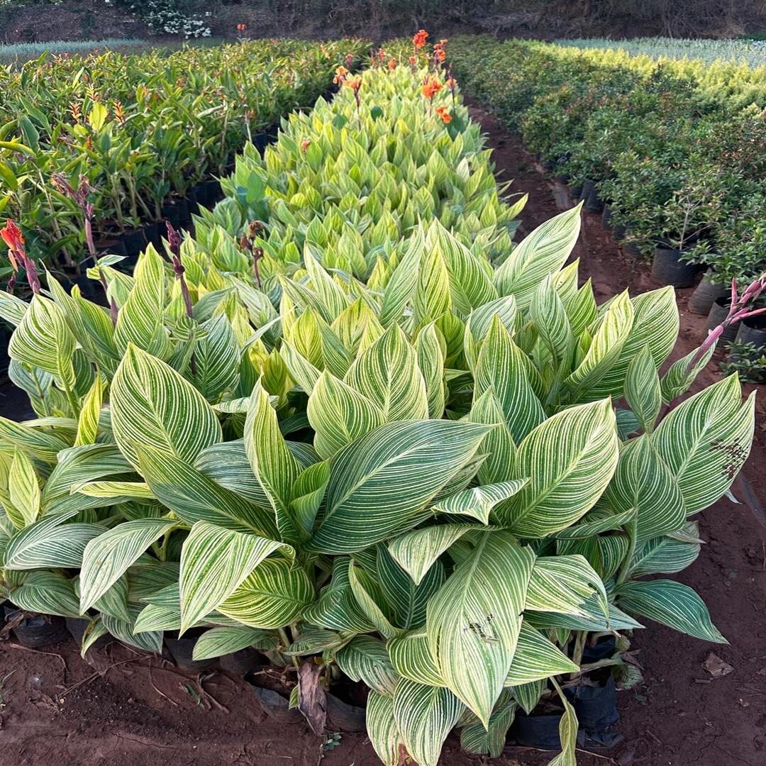 WhatsApp Image 2025-10-28 at 3.19.52 PM (2)