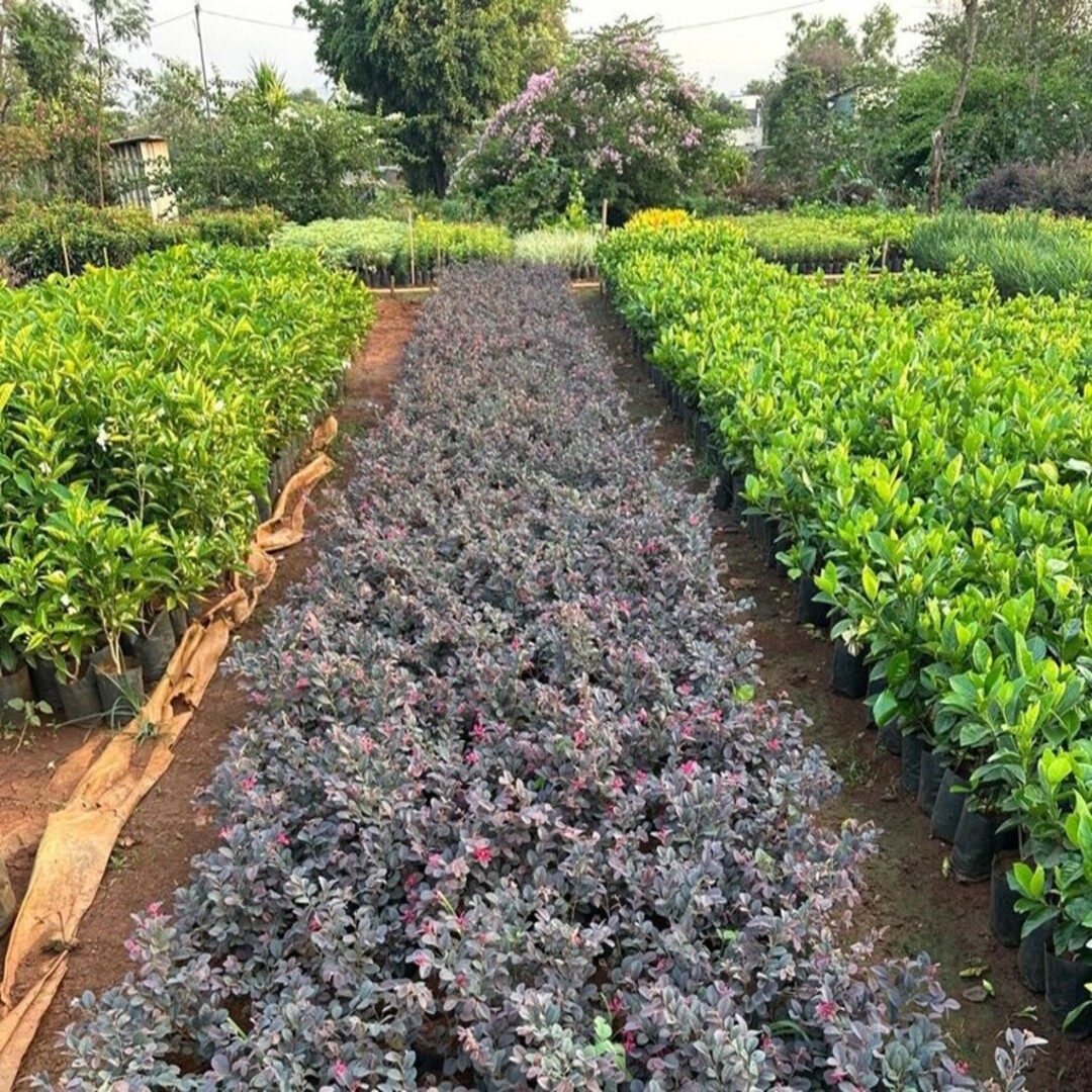 WhatsApp Image 2025-10-28 at 3.19.53 PM (1) (1) (3) (1)