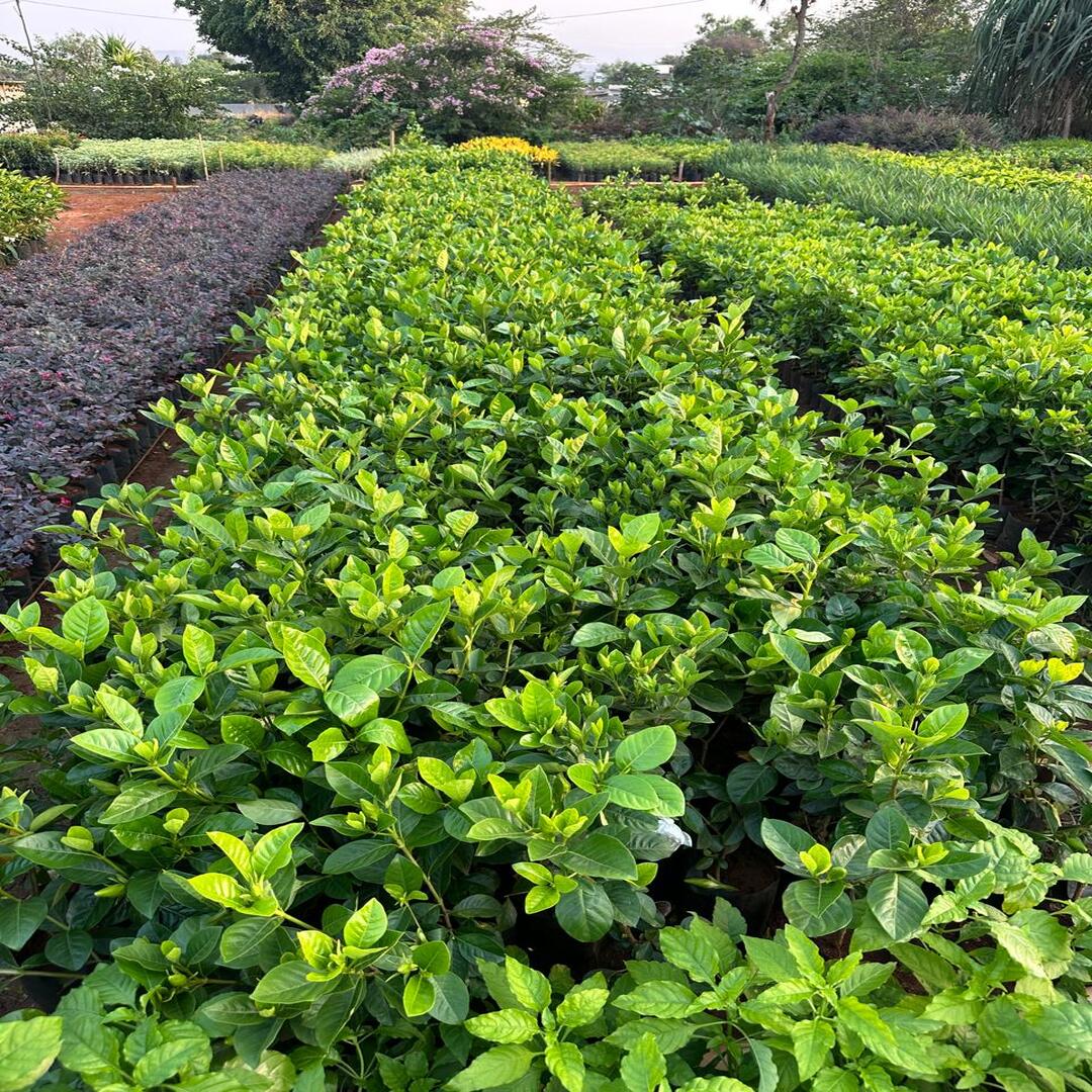 WhatsApp Image 2025-10-28 at 3.19.53 PM (3)