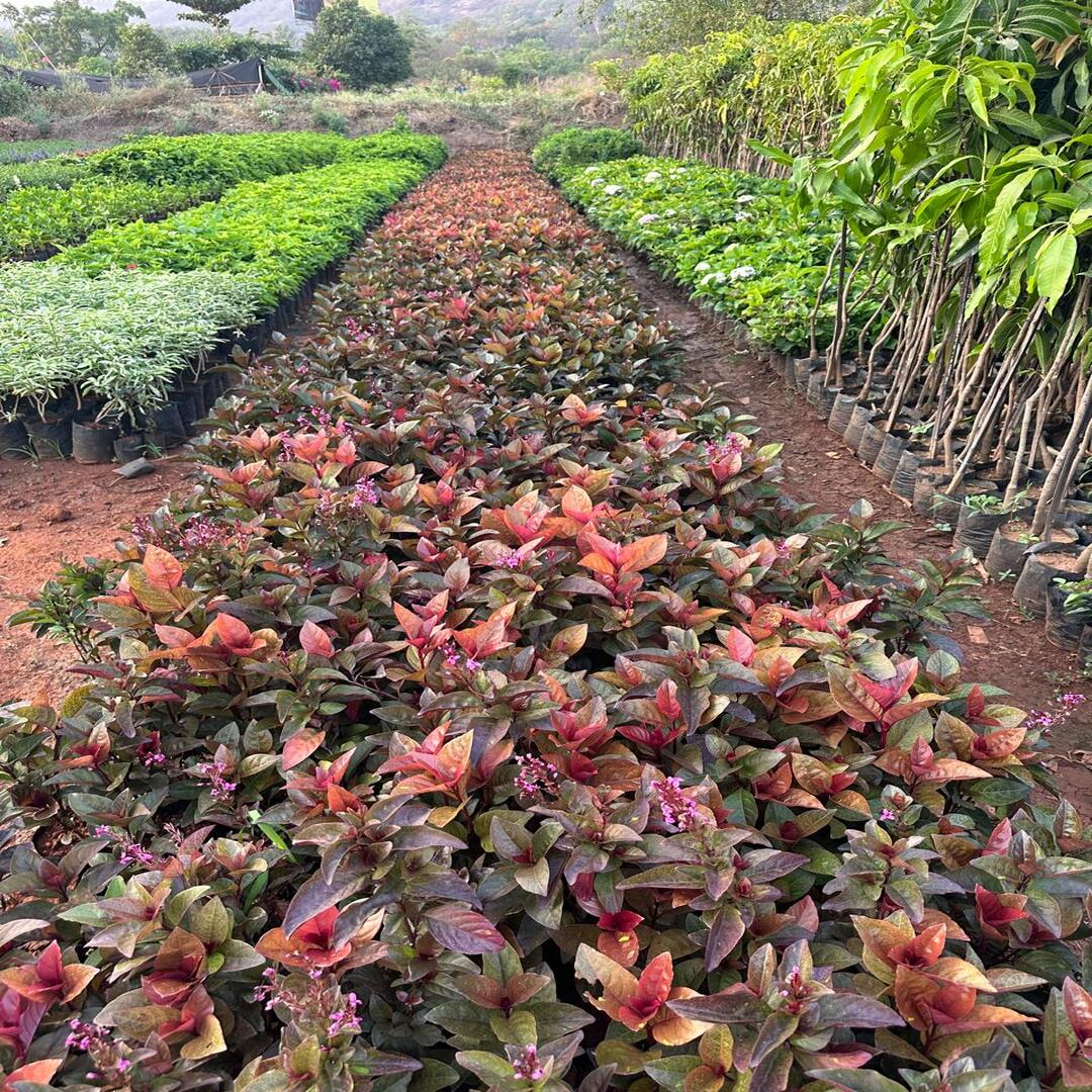 WhatsApp Image 2025-10-28 at 3.19.56 PM (1) (1)