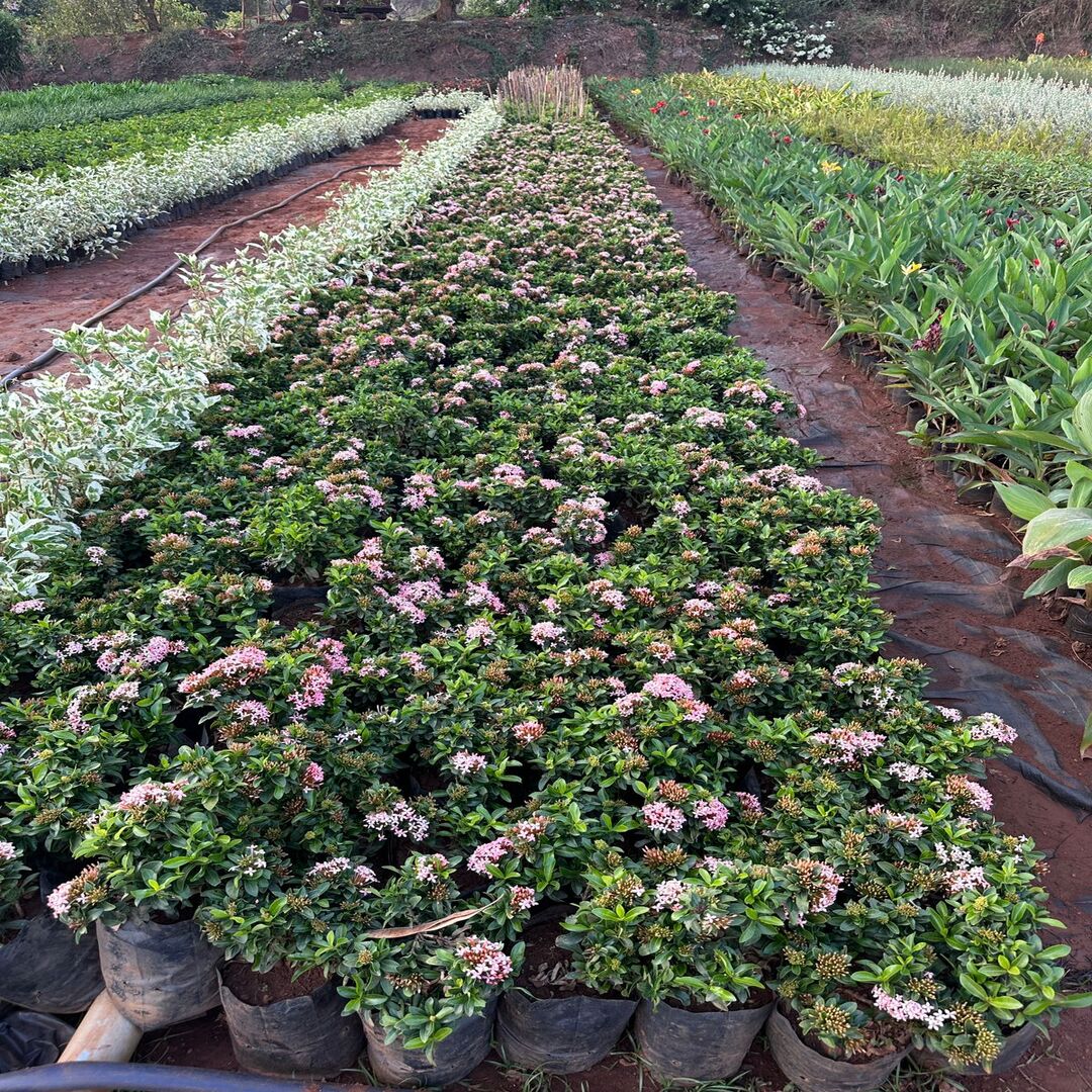 WhatsApp Image 2025-10-28 at 3.19.58 PM (2)